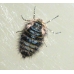 Belted Beauty Lycia zonaria a large egg batch